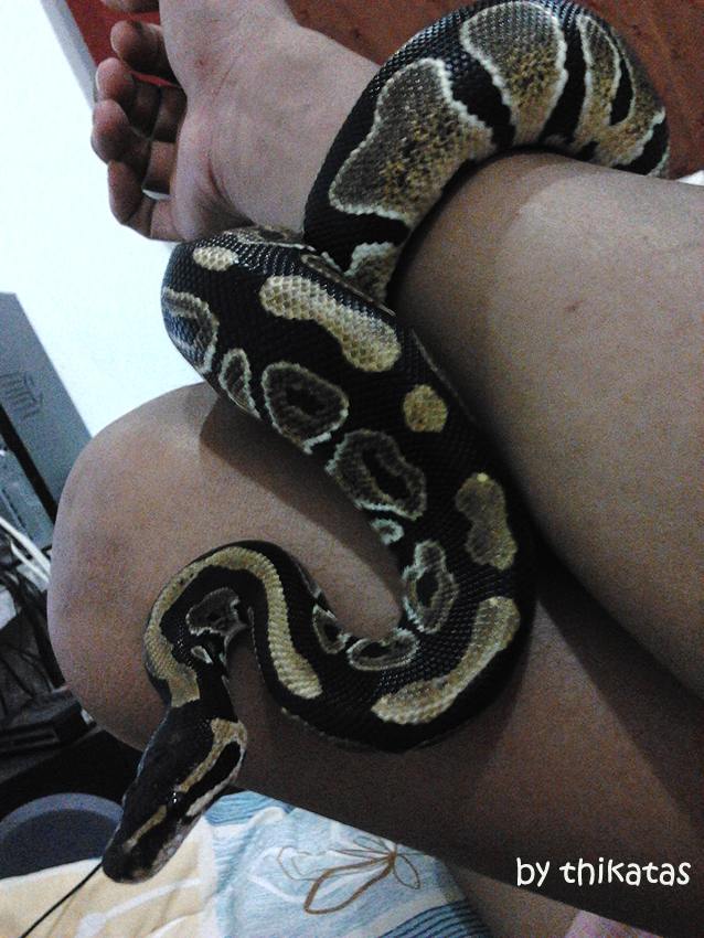 My other pets