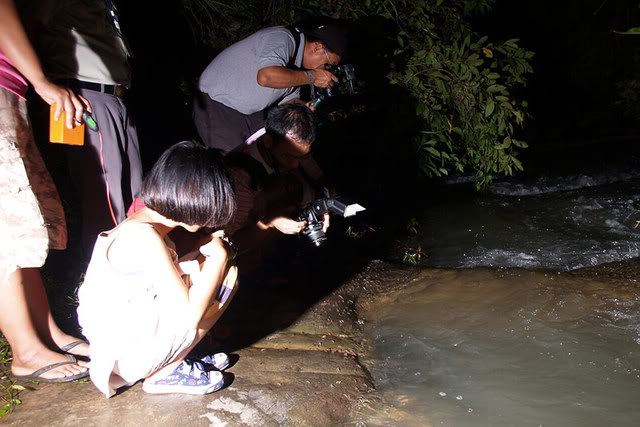 กุ้งเดินขบวนที่แก่งลำดวน (จ.อุบลราชธานี)
