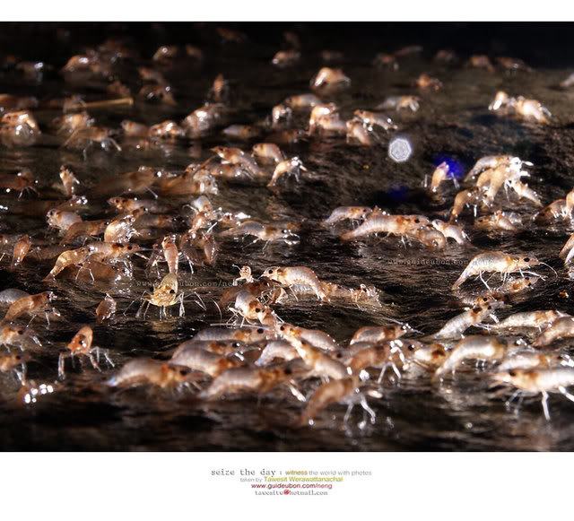 กุ้งเดินขบวนที่แก่งลำดวน (จ.อุบลราชธานี)