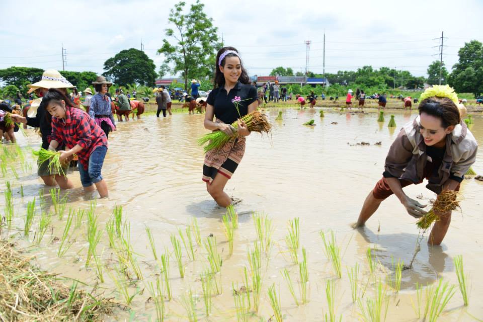 โอ้ย ชุดไปดำนา ปลูกวันแม่เก็บเกี่ยววันพ่อ