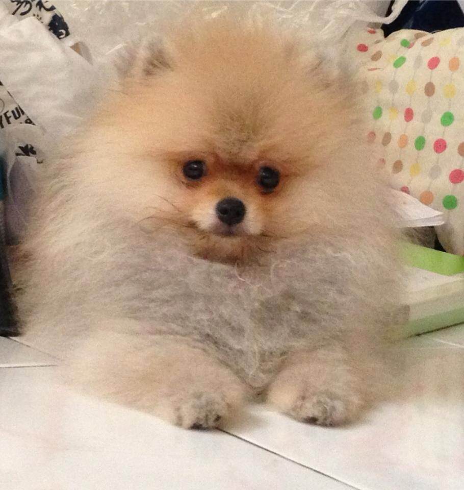 น้องปอมหลายอารมณ์
