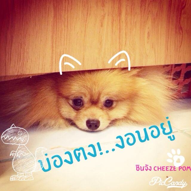 น้องปอมหลายอารมณ์