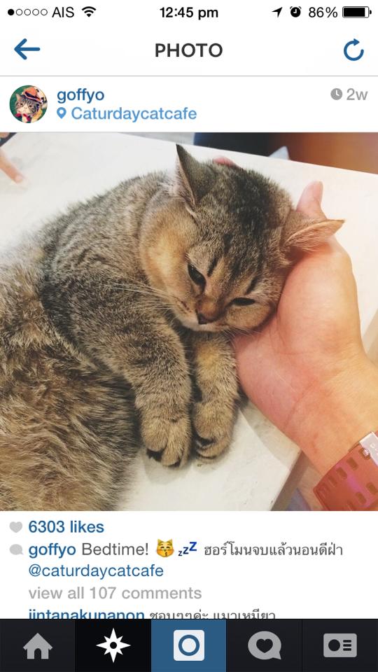 น้องแมวน่ารักๆ จาก Caturday Cat Cafe