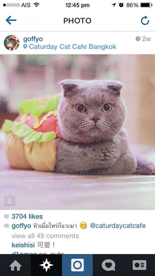 น้องแมวน่ารักๆ จาก Caturday Cat Cafe