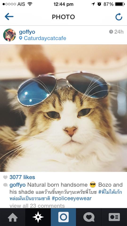 น้องแมวน่ารักๆ จาก Caturday Cat Cafe