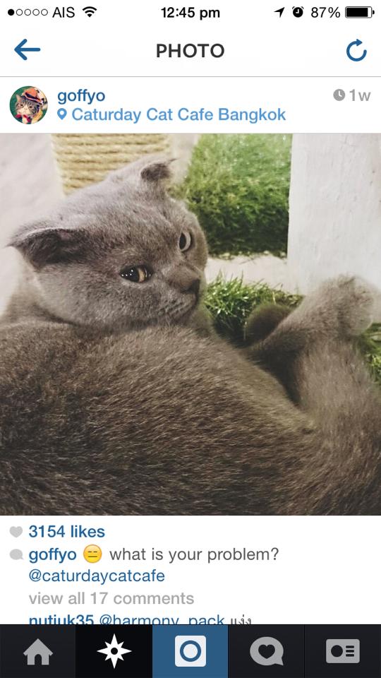 น้องแมวน่ารักๆ จาก Caturday Cat Cafe