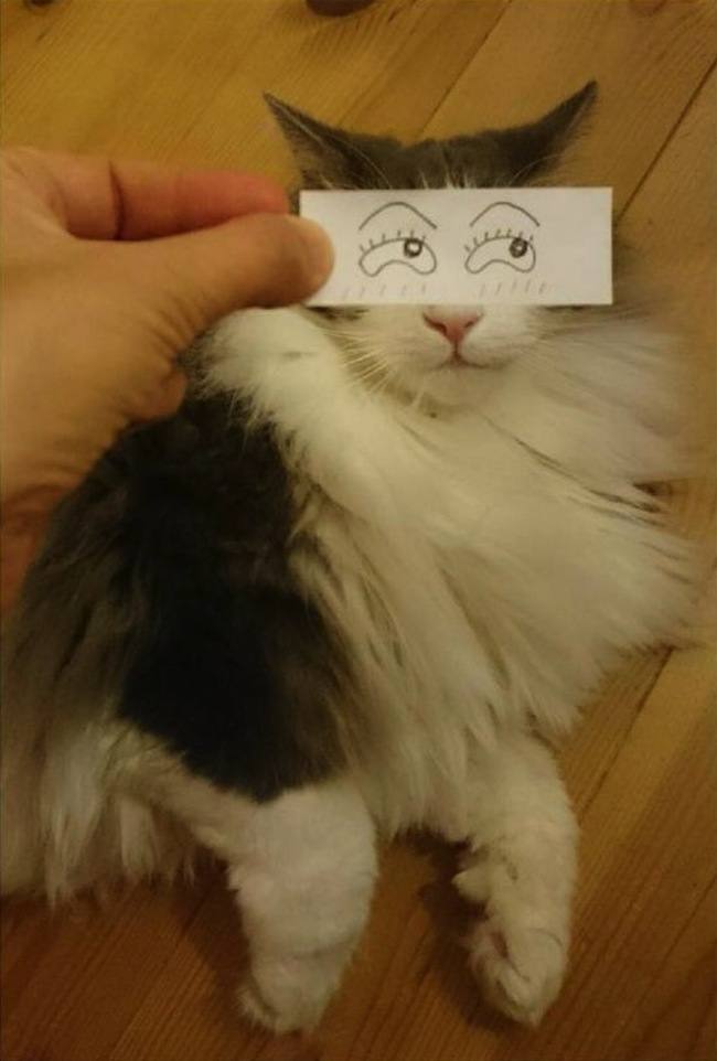 เทรนด์ถ่ายรูปเจ้าเหมียวที่มาแรงในต่างประเทศขณะนี้ เชื่อสิว่าคุณต้องยิ้มแน่ๆ!!
