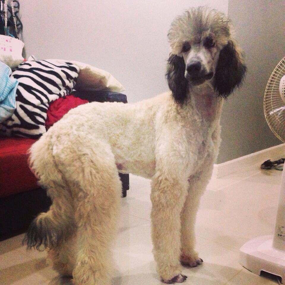 Standard Poodle (น้องชูใจ) พุดเดิ้ล