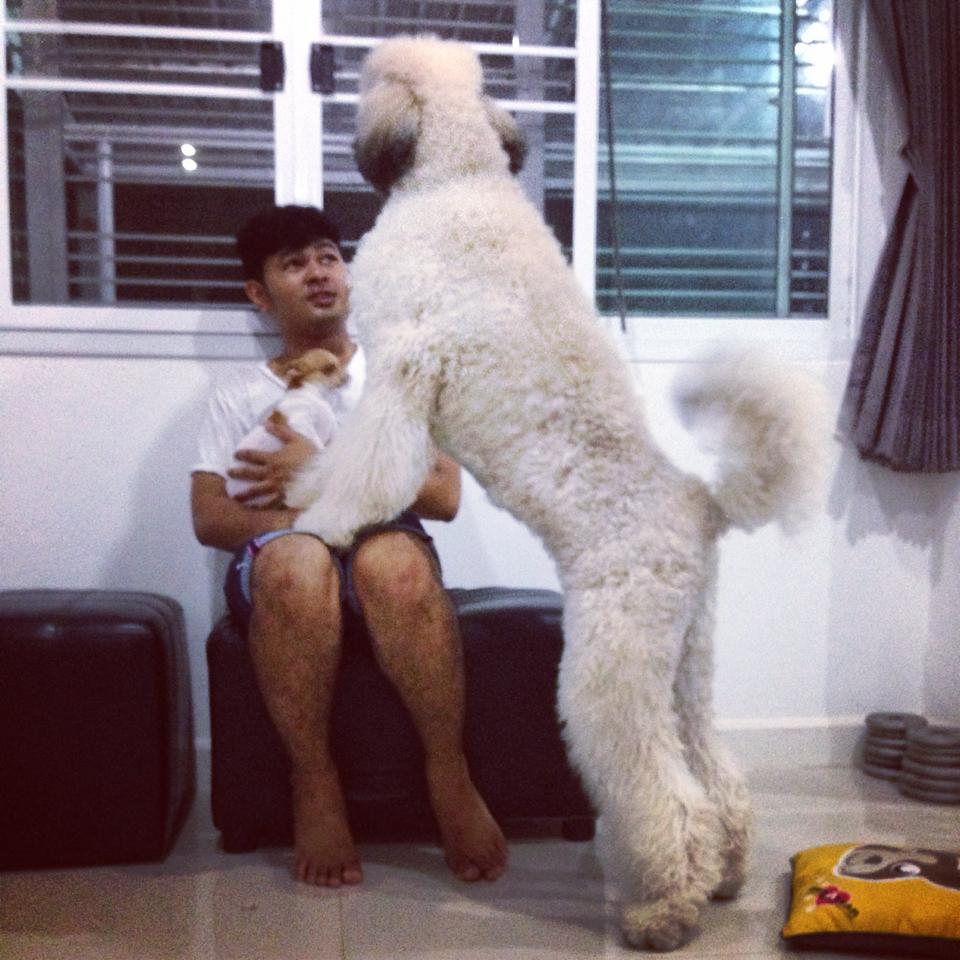 Standard Poodle (น้องชูใจ) พุดเดิ้ล
