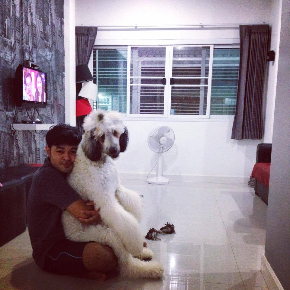 Standard Poodle (น้องชูใจ) พุดเดิ้ล