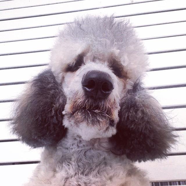 Standard Poodle (น้องชูใจ) พุดเดิ้ล