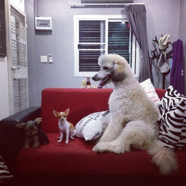 Standard Poodle (น้องชูใจ) พุดเดิ้ล