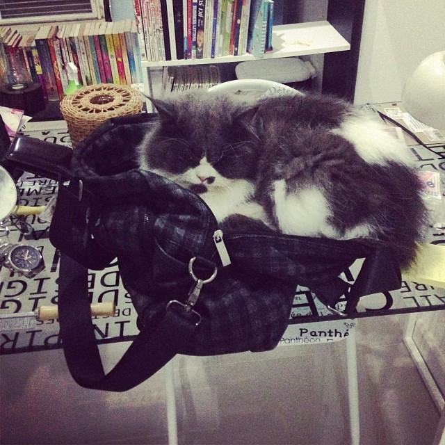 การ์ฟิวด์ และเอเดน