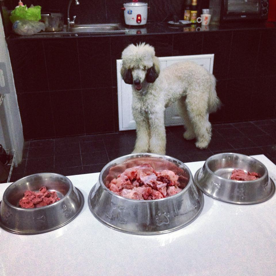 ชูใจ (Standard Poodle)