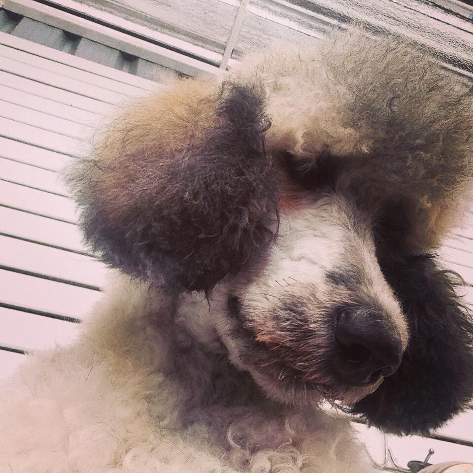 ชูใจ (Standard Poodle)