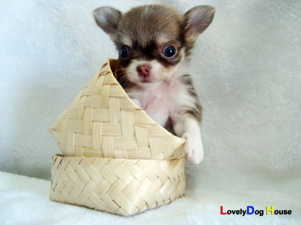 ลูกข้าวเหนียว