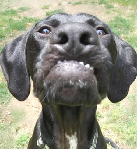 รวมภาพน้องหมาขำๆ