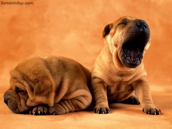 รวมภาพน้องหมาขำๆ