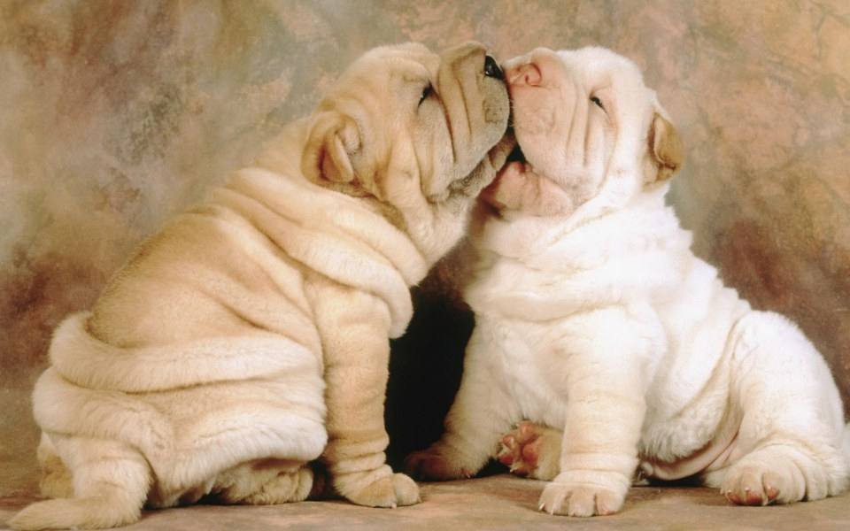 รวมภาพน้องหมาขำๆ