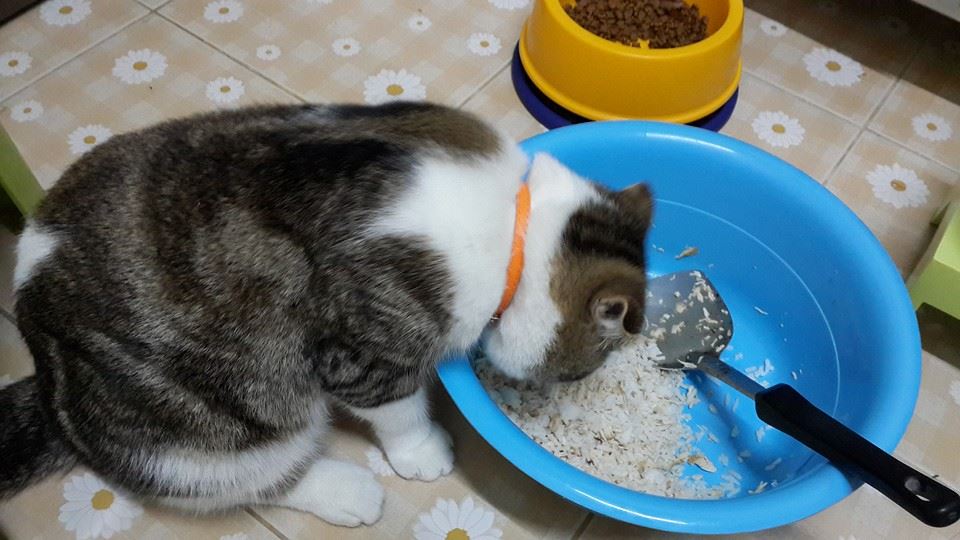 กินข้าวกันฮับ