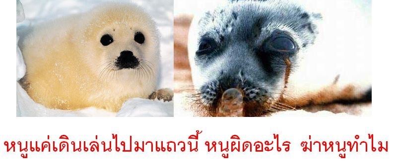 ขนเฟอร์ที่ได้มาจากความทุกข์ของเพื่อนร่วมโลก