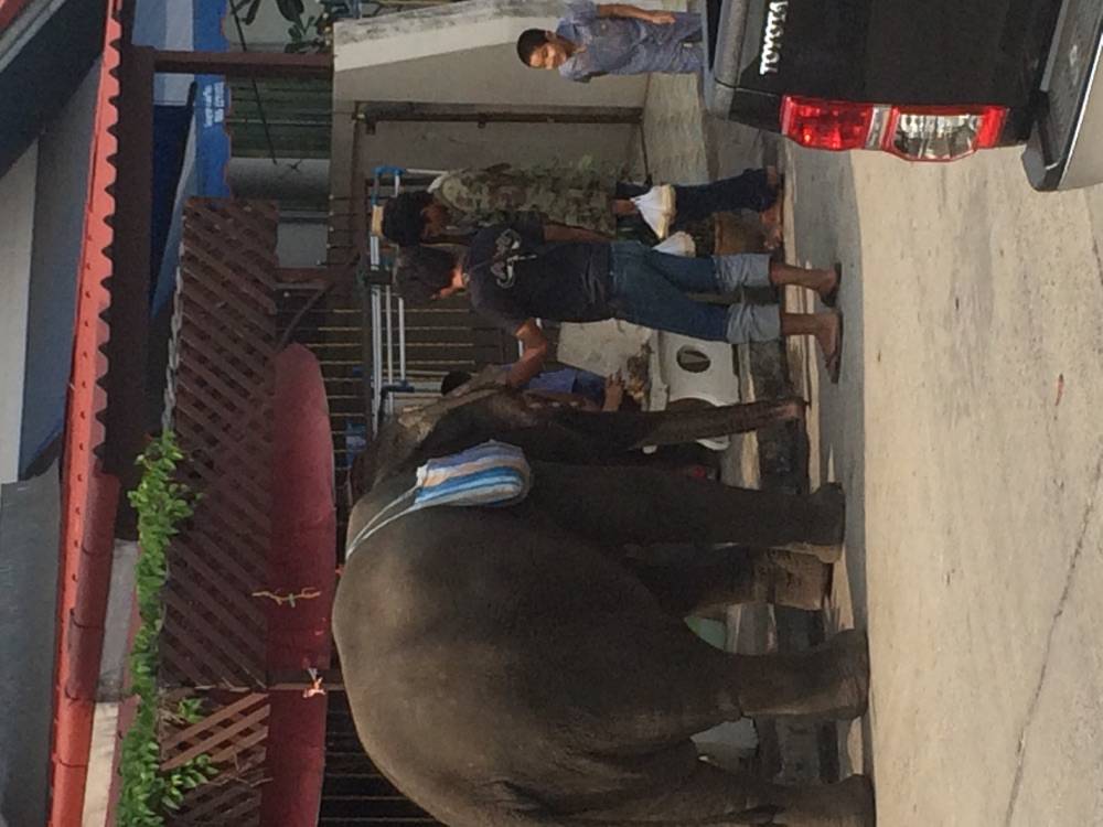 สงสารช้าง
