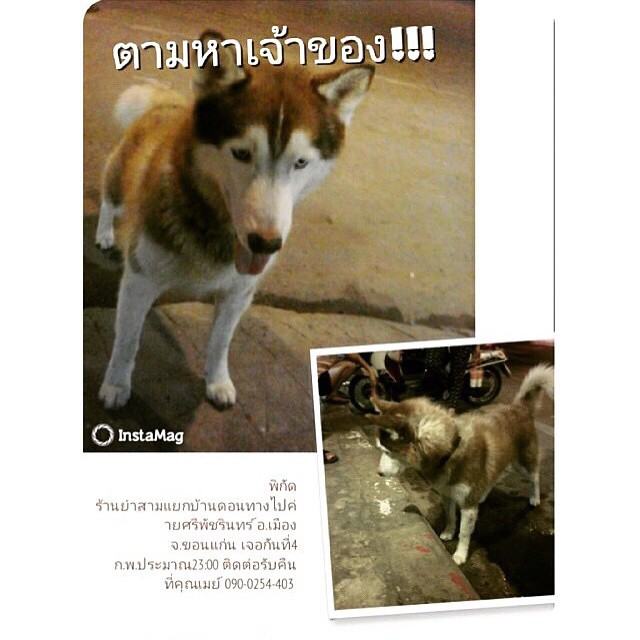 "อั้ม พัชราภา" ทั้งสวยทั้งใจบุญ เปิด IG ช่วยหมา-แมว!!