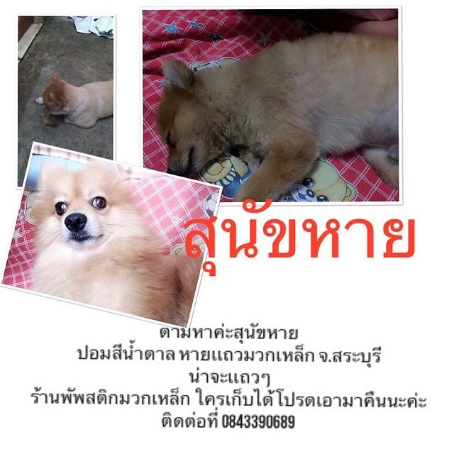 "อั้ม พัชราภา" ทั้งสวยทั้งใจบุญ เปิด IG ช่วยหมา-แมว!!