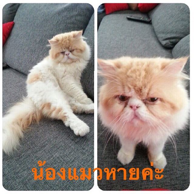 "อั้ม พัชราภา" ทั้งสวยทั้งใจบุญ เปิด IG ช่วยหมา-แมว!!