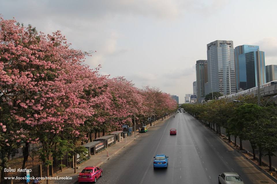 ต้นชมพูพันทิพย์ บานสะพรั่ง กลางเมืองกรุงเทพ สวยงามมาก