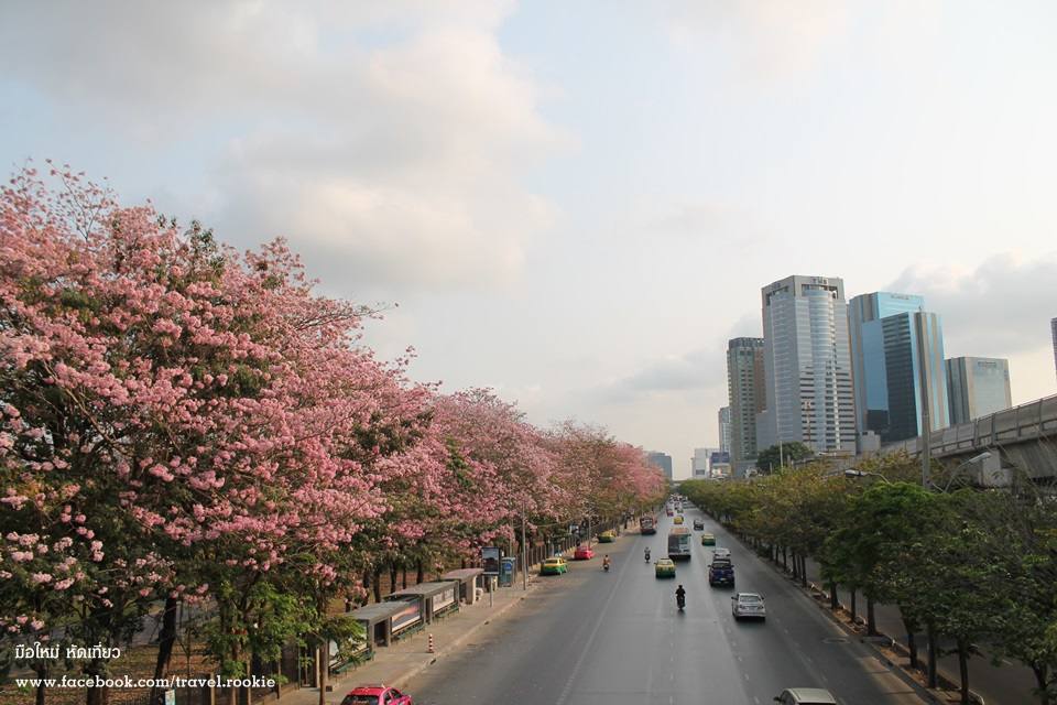 ต้นชมพูพันทิพย์ บานสะพรั่ง กลางเมืองกรุงเทพ สวยงามมาก