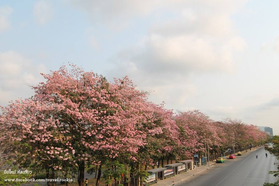 ต้นชมพูพันทิพย์ บานสะพรั่ง กลางเมืองกรุงเทพ สวยงามมาก