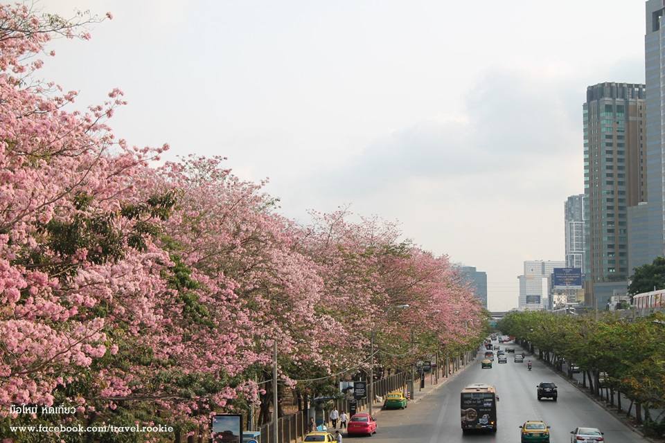 ต้นชมพูพันทิพย์ บานสะพรั่ง กลางเมืองกรุงเทพ สวยงามมาก
