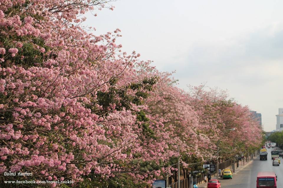 ต้นชมพูพันทิพย์ บานสะพรั่ง กลางเมืองกรุงเทพ สวยงามมาก