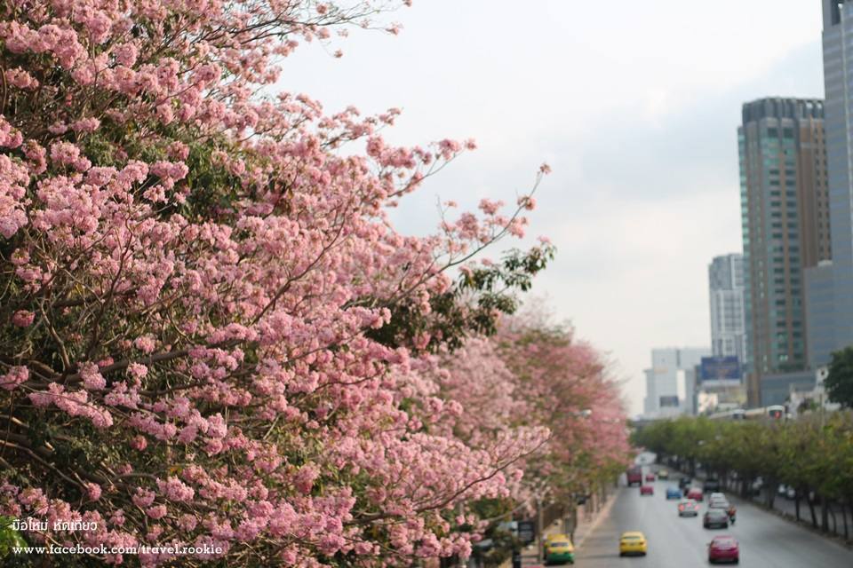 ต้นชมพูพันทิพย์ บานสะพรั่ง กลางเมืองกรุงเทพ สวยงามมาก