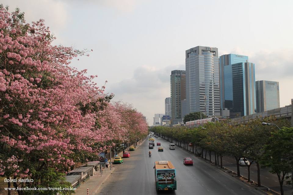 ต้นชมพูพันทิพย์ บานสะพรั่ง กลางเมืองกรุงเทพ สวยงามมาก