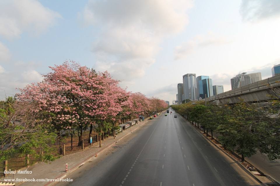 ต้นชมพูพันทิพย์ บานสะพรั่ง กลางเมืองกรุงเทพ สวยงามมาก