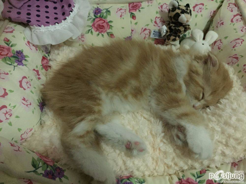 ชานม แมวตัวน้อย