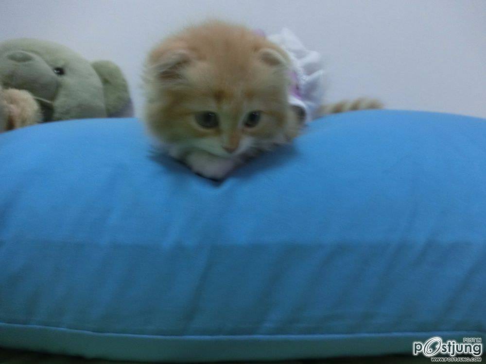ชานม แมวตัวน้อย