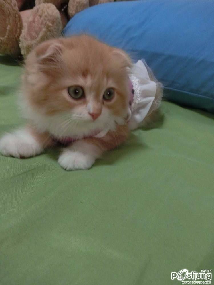 ชานม แมวตัวน้อย