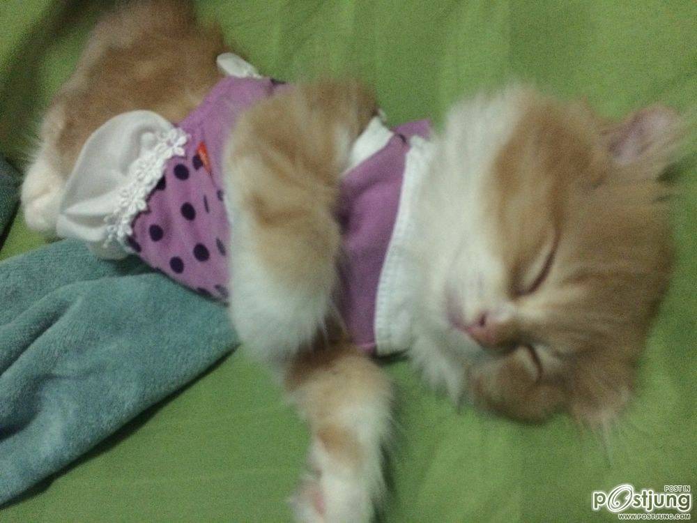 ชานม แมวตัวน้อย