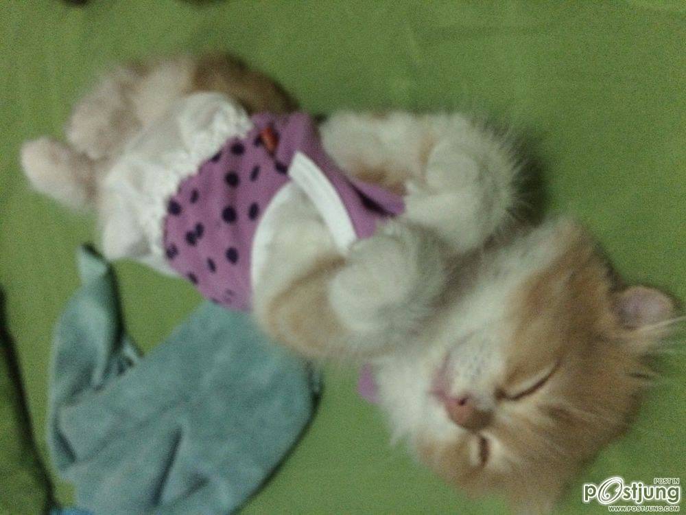ชานม แมวตัวน้อย