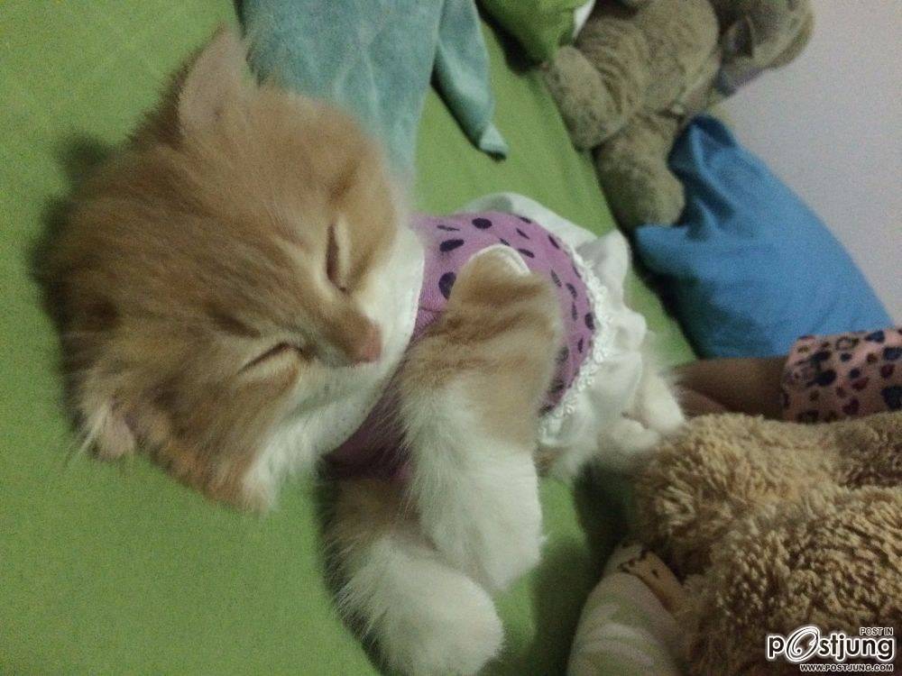 ชานม แมวตัวน้อย