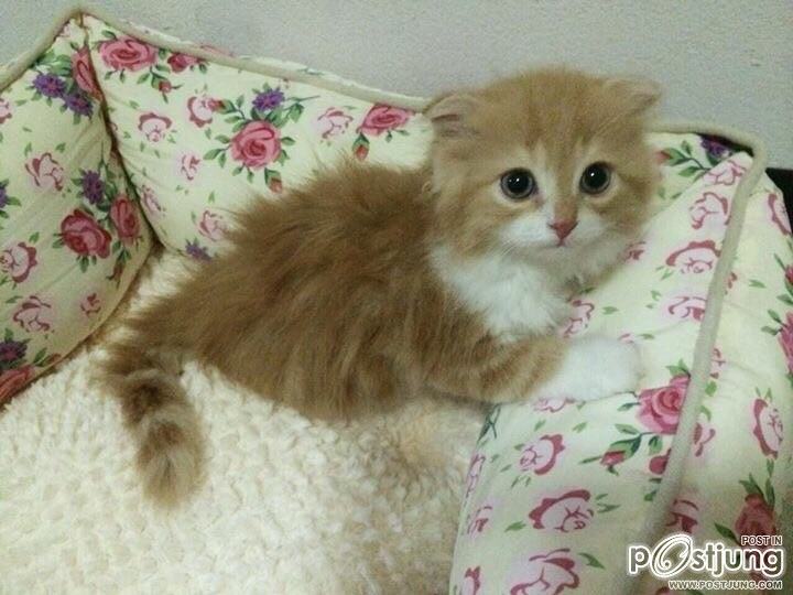 ชานม แมวตัวน้อย