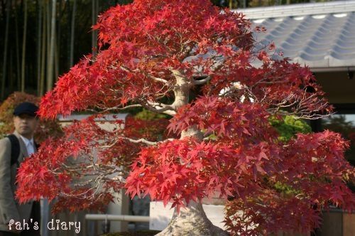 Bonsai