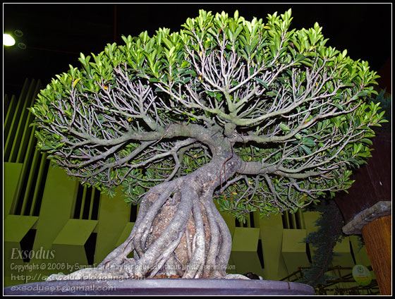 Bonsai