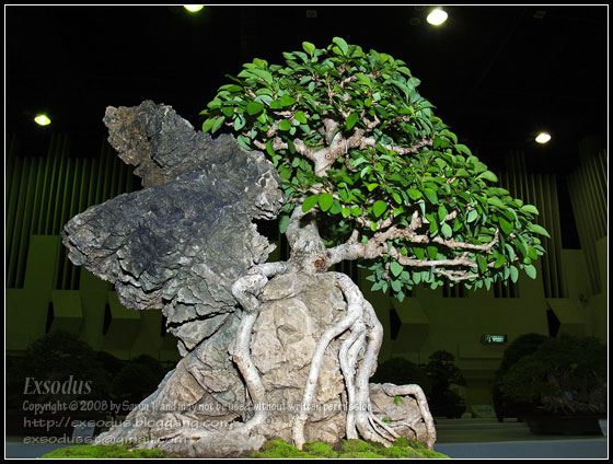 Bonsai