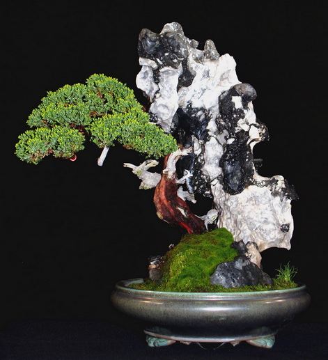 Bonsai