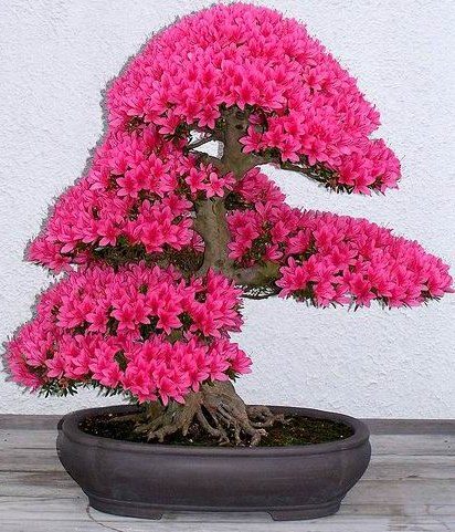 Bonsai