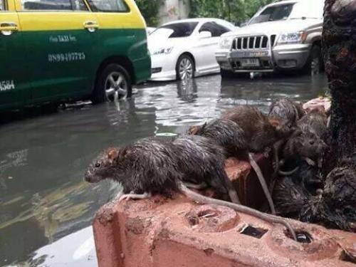 ฝนถล่มกรุงวันที่24มีนาคม2558